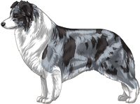 Blue merle Border Collie