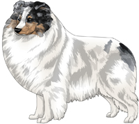 Blue Merle Headed White Shetland Sheepdog