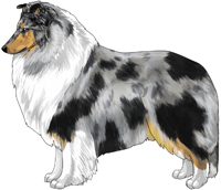 Blue Merle and White Rough Collie