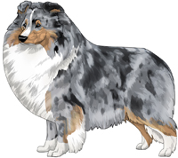 Blue Merle Shetland Sheepdog