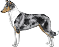 Blue Merle and White Smooth Collie