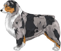 Blue Merle Tri Australian Shepherd