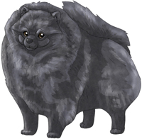 Blue  Pomeranian