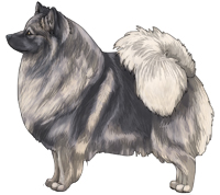 Blue Sable German Spitz