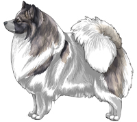 Blue Sable Parti German Spitz