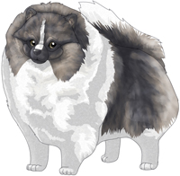 Blue Sable Parti   Pomeranian