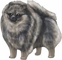 Blue Sable  Pomeranian