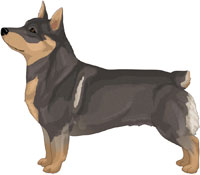 Blue Sable Swedish Vallhund