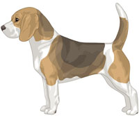 Blue Tan & White Beagle