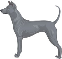 Blue Thai Ridgeback