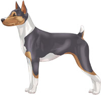 Blue Tri Rat Terrier