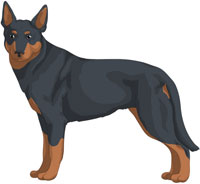 Blue w/Tan Points Australian Kelpie