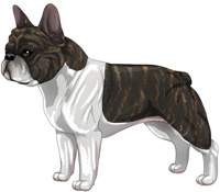 Brindle & White French Bulldog