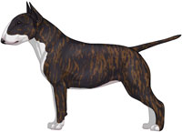 Brindle & White Miniature Bull Terrier