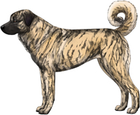 Brindle Anatolian Shepherd