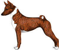 Brindle and White Basenji