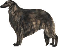 Brindle Borzoi