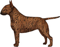 Brindle Bull Terrier