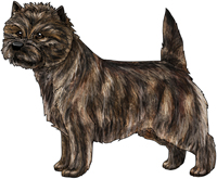 Brindle Cairn Terrier