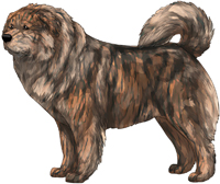 Brindle Caucasian Mountain Dog