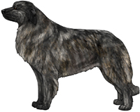 Brindle Estrela Mountain Dog