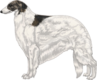 Brindle with Extreme White Piebald Borzoi