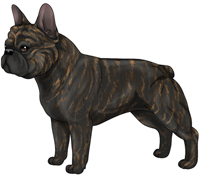 Brindle French Bulldog