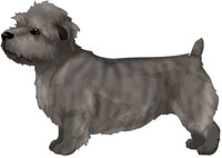 Brindle Glen of Imaal Terrier