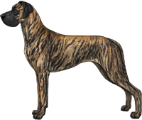 Brindle Great Dane