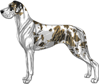 Brindle harlequin mantle Great Dane