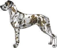 Brindle harlequin Great Dane