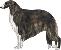 Brindle with White Irish Markings Borzoi