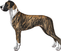 Brindle mantle Great Dane