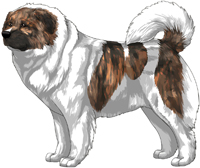 Pied Brindle Masked Caucasian Mountain Dog