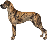 Brindle merle Great Dane