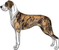 Brindle merle mantle Great Dane