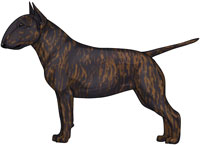 Brindle Miniature Bull Terrier