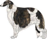 Brindle with White Piebald Markings Borzoi