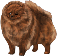 Brindle  Pomeranian