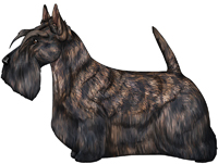 Brindle Scottish Terrier