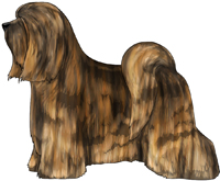 Brindle Tibetan Terrier