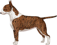 Brindle & White Bull Terrier