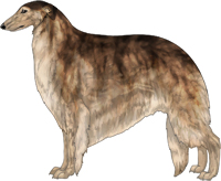 Brindled Sable Borzoi