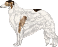 Brindled Sable with Extreme White Piebald Borzoi