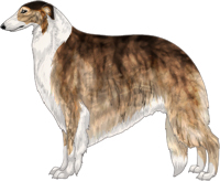 Brindled Sable with White Irish Markings Borzoi