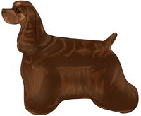 Brown and Tan American Cocker Spaniel