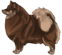 Brown & Tan German Spitz