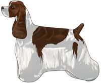 Brown and White American Cocker Spaniel