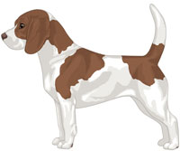 Brown & White Beagle