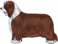 Brown and White Bearded Collie